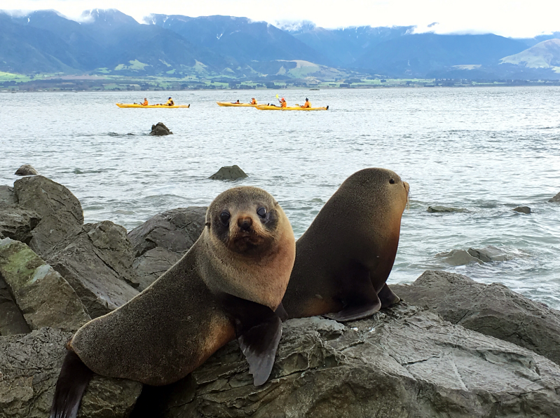 凯库拉 Kaikoura