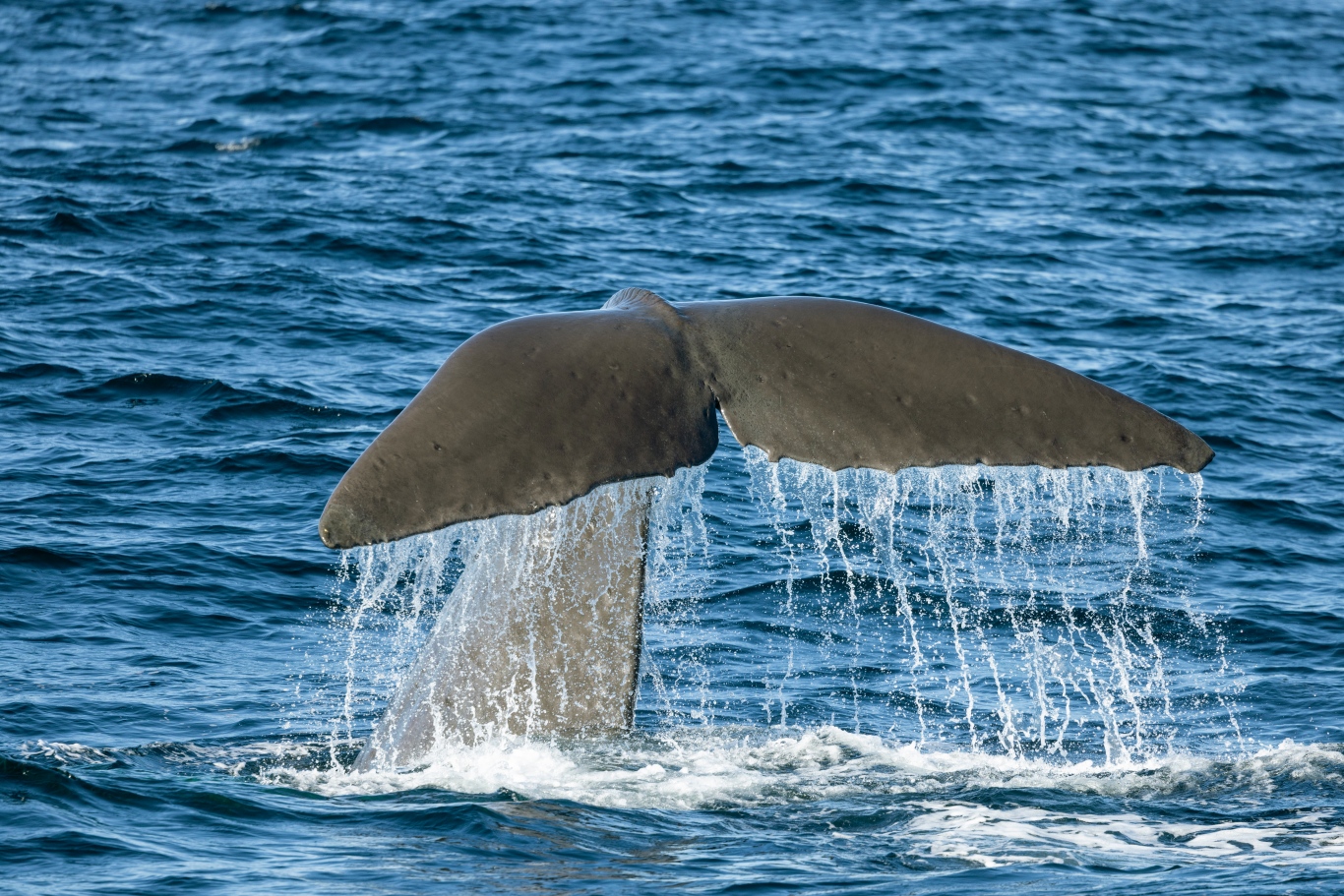 凯库拉观鲸Whale Watch Kaikoura