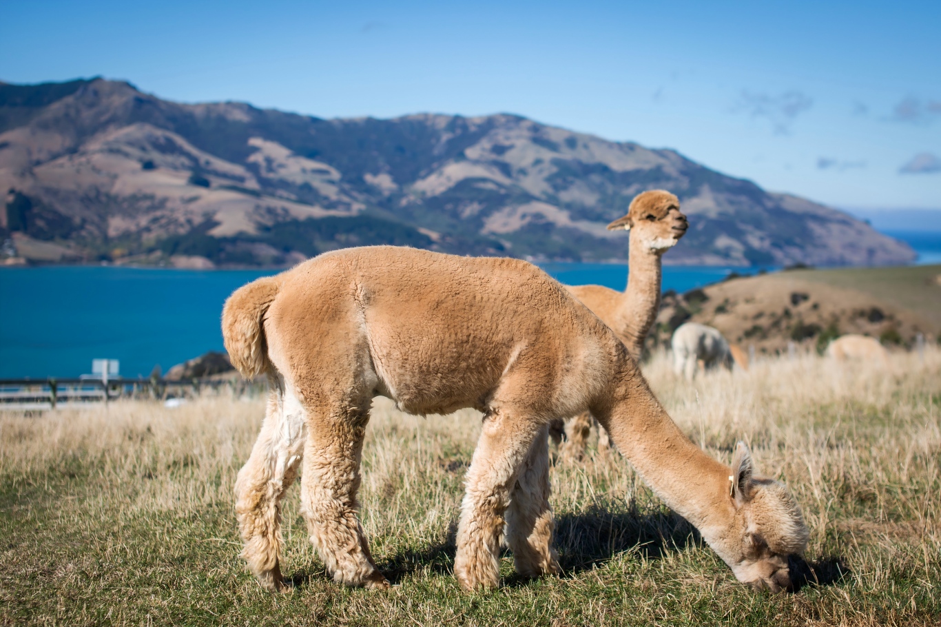 阿卡罗阿---莎玛拉羊驼农场 Shamarra Alpacas