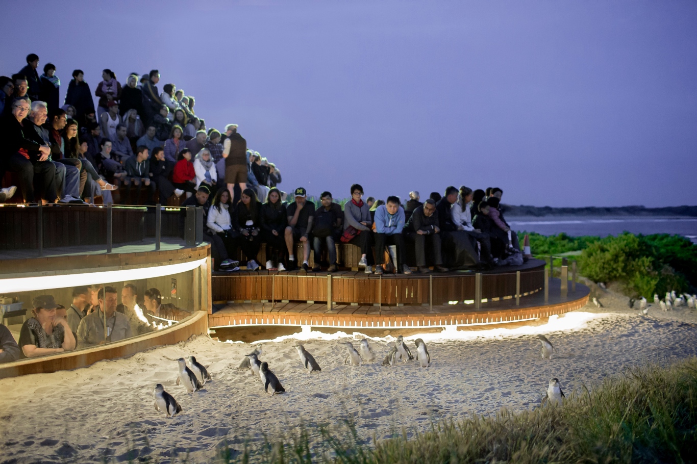 菲利普自然公园 Phillip Island Nature Park