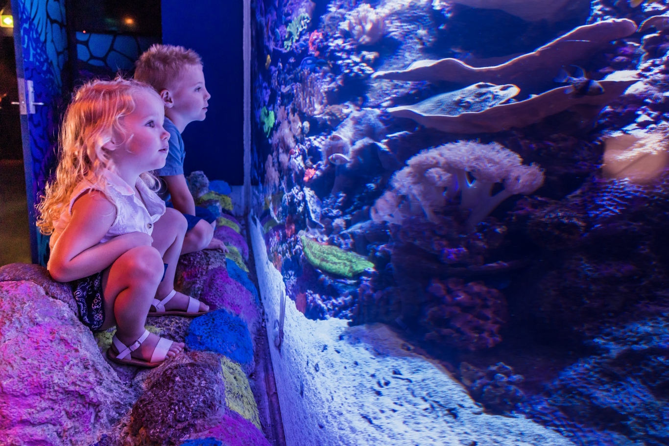 悉尼海洋生物水族馆 Sea Life Aquarium
